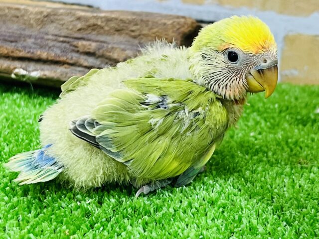 コザクラインコ（小桜インコ）