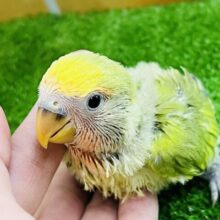 わたわた♡小桜インコのタイガーチェリー♡