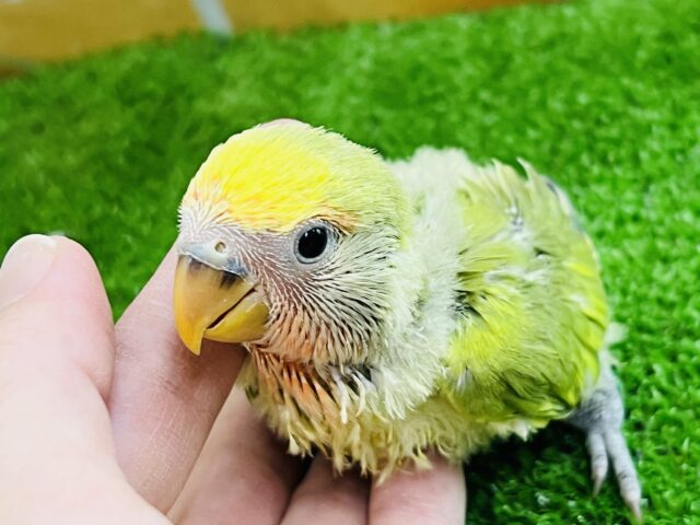 わたわた♡小桜インコのタイガーチェリー♡