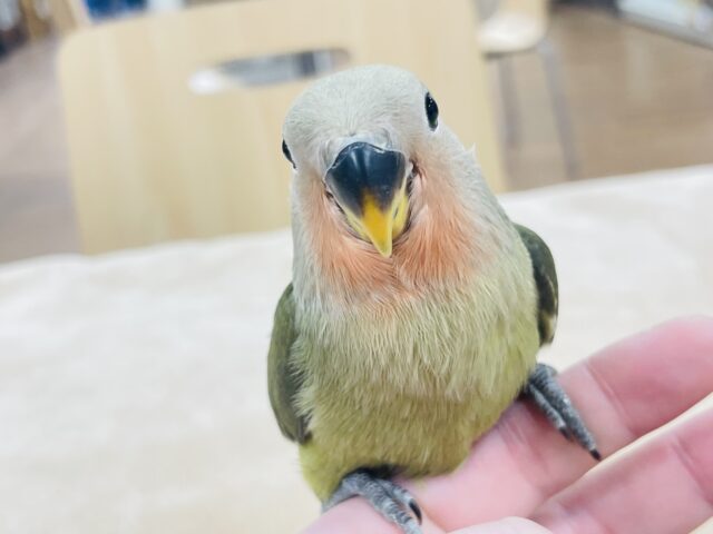 【最新画像更新🪄】濃い抹茶🍵コザクラインコ（オリーブ）ヒナ