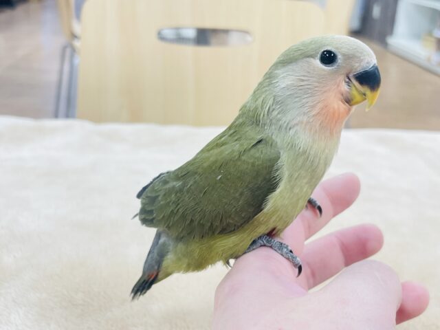 コザクラインコ（小桜インコ）