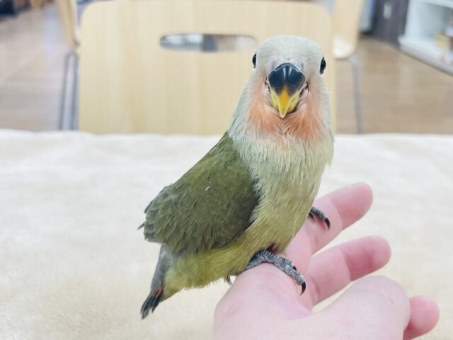 コザクラインコ（小桜インコ）