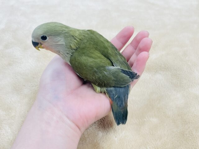 コザクラインコ（小桜インコ）