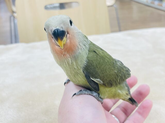 コザクラインコ（小桜インコ）