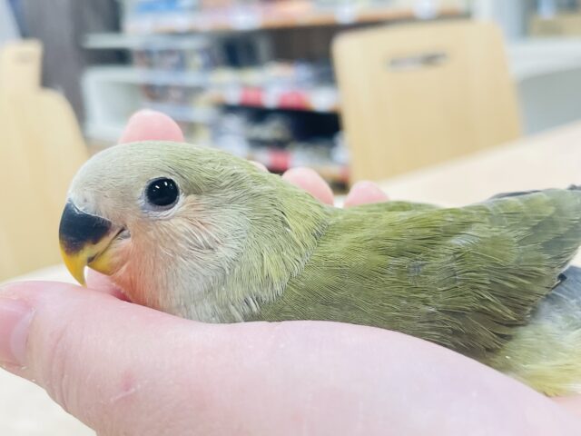 コザクラインコ（小桜インコ）