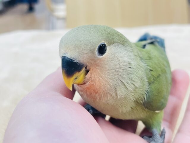 コザクラインコ（小桜インコ）