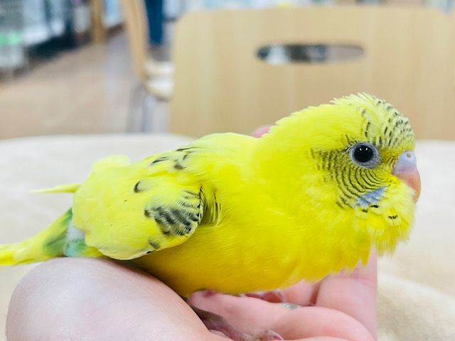 【最新画像更新🪄】まん丸お目目が魅力♡セキセイインコ（ハルクイン）ヒナ