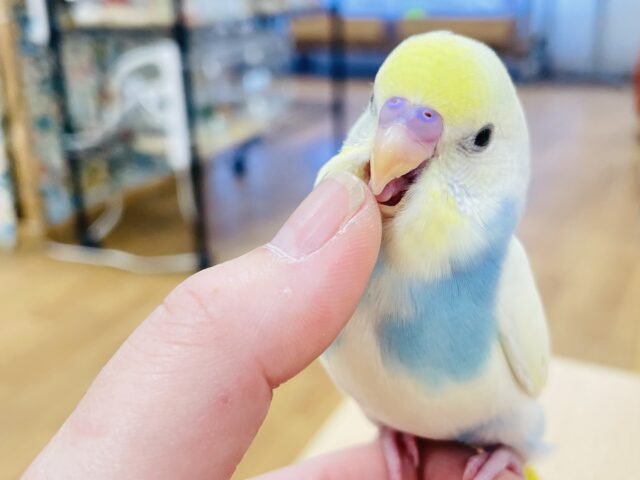 セキセイインコ