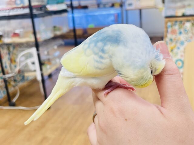 セキセイインコ