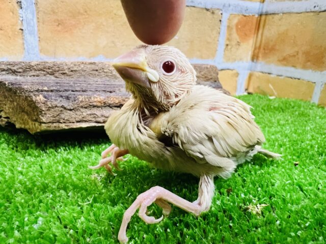 透き通った優カラー♡シナモン文鳥♡