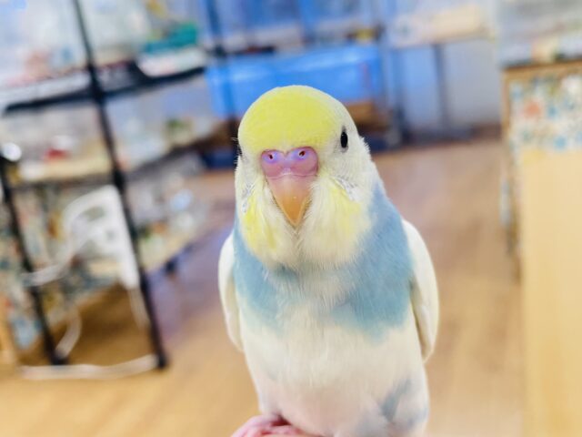 セキセイインコ