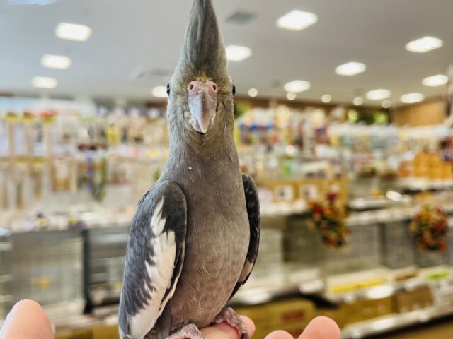 オカメインコ