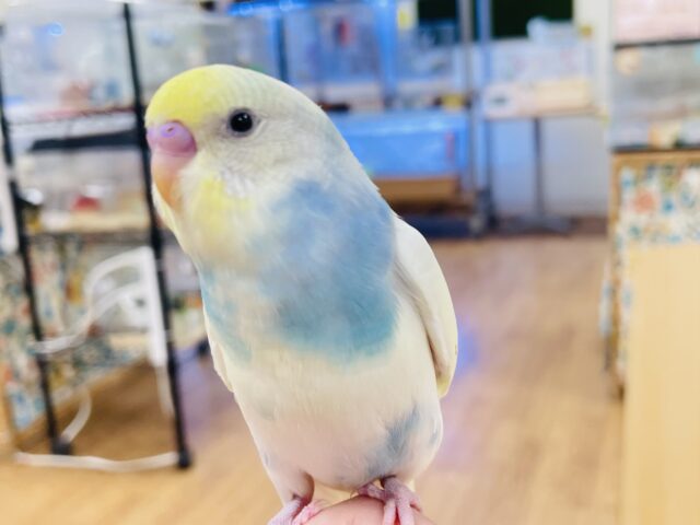 セキセイインコ