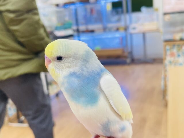 セキセイインコ