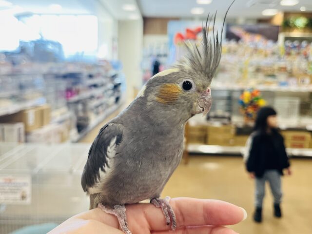 オカメインコ