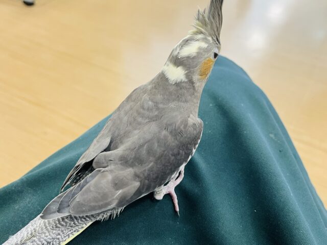 オカメインコ