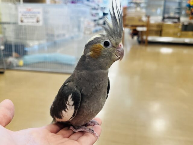 オカメインコ