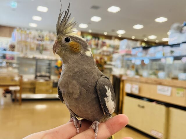 オカメインコ