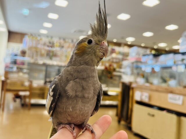 オカメインコ