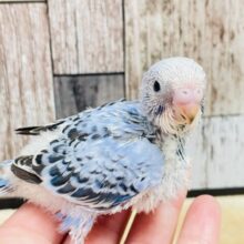 元気いっぱい◎食いしん坊ちゃん♡セキセイインコ（オパーリン）ヒナ