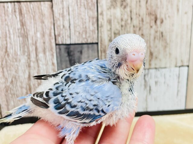 元気いっぱい◎食いしん坊ちゃん♡セキセイインコ（オパーリン）ヒナ