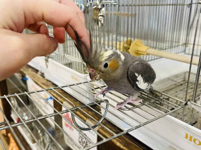 オカメインコ