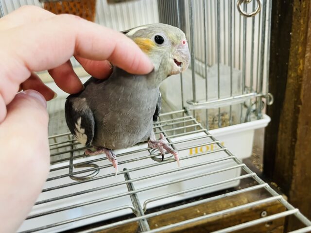 オカメインコ