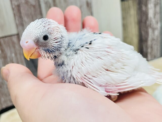 白多め♡♡セキセイインコ（パイド）ヒナ