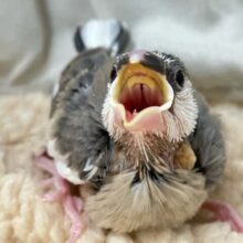 桜印のすずめっちゃん🌟*.ﾟ桜文鳥(2024年11月生まれ)