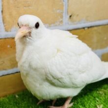 真っ白ギンバト♡入舎しました！