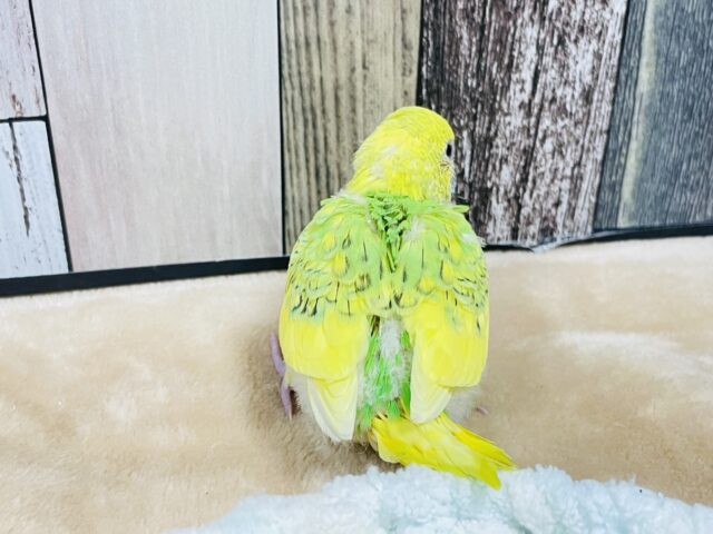 セキセイインコ