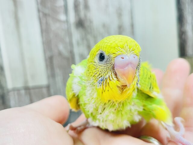 明るく輝くカラー☆セキセイインコ（パイド）ヒナ