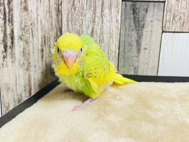 セキセイインコ