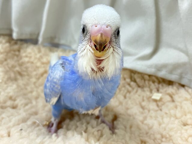 ✨最新画像✨もくもく青空ドレス☁️🫧💙セキセイインコ(ブルースパングル2024年11月生まれ)