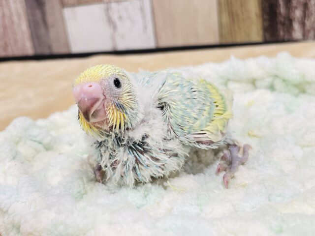 魅力たっぷり♡♡セキセイインコ（パステルレインボースパングル）ヒナ