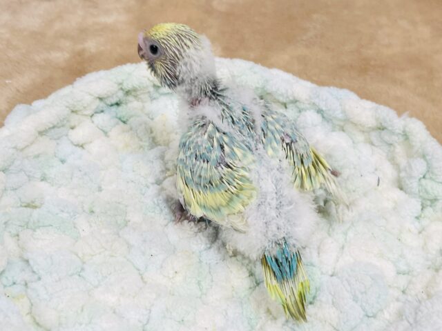 セキセイインコ