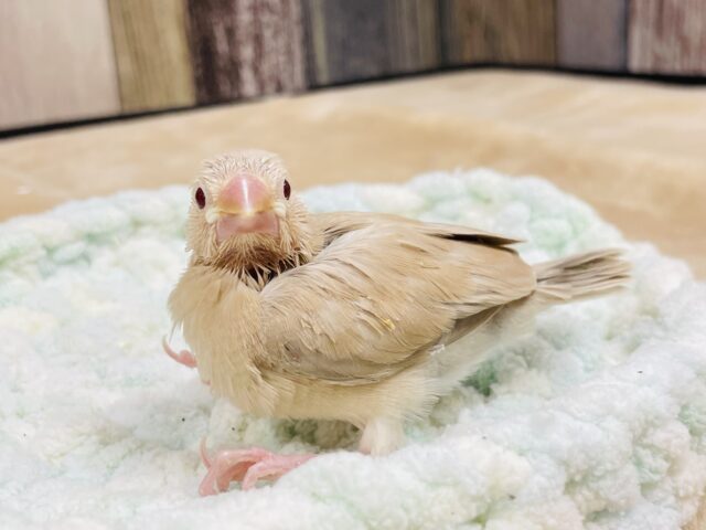 シナモン文鳥