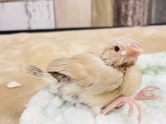 シナモン文鳥