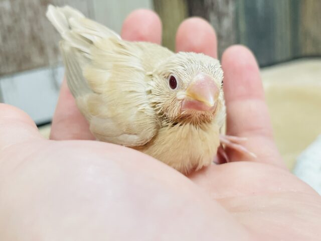 シナモン文鳥