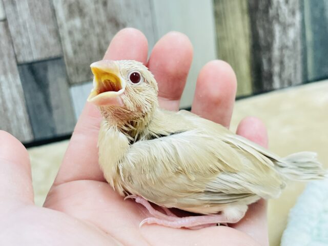 シナモン文鳥