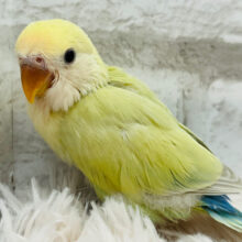 【最新画像更新🪄】駆け寄る、うずめる。。あまえる～～　コザクラインコ　シナモン～～