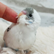【最新画像更新🪄】ピョピョピョ！！！元気いっぱい食欲旺盛さん🐣セキセイインコ(ハルクイン) ヒナ