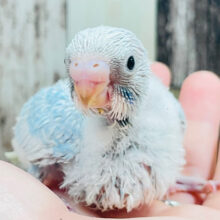 爽やかフレッシュ🩵セキセイインコ（スパングル）ヒナ