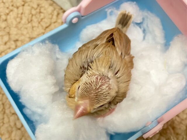 シナモン文鳥