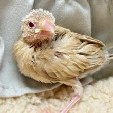 ホットエンジン元気全開！！😝🧸ིྀシナモン文鳥(2024年12月生まれ)