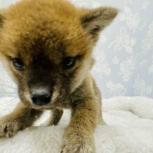 キリッとした目が魅力的❤️柴犬の男の子