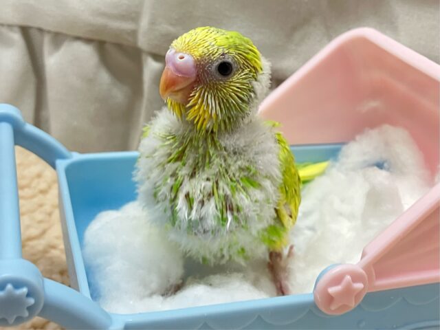 この堂々っぷり…頼もし～✨️セキセイインコ(イエロースパングル2024年12月生まれ)