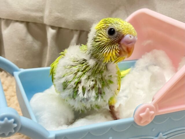 セキセイインコ