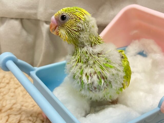 セキセイインコ