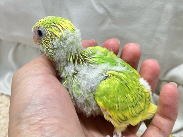 セキセイインコ